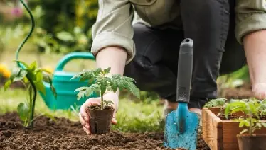 A person planting a garden.
