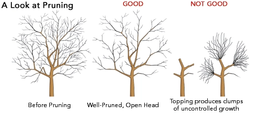 Winter Pruning Techniques