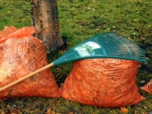 Yard Waste Clean Up
