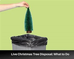 Live Christmas tree disposal.
