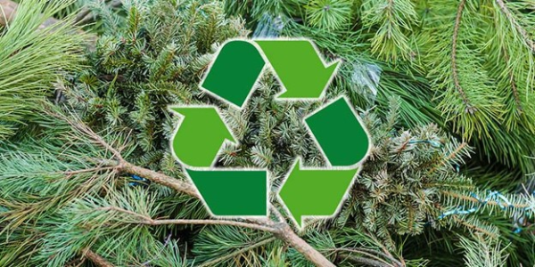 Recycling a live Christmas tree after the holidays